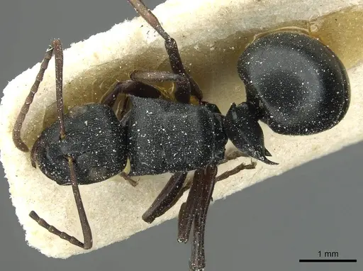 Polyrhachis limitis specimen