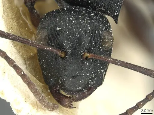 Polyrhachis limitis specimen