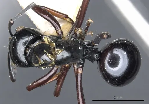 Polyrhachis linae specimen