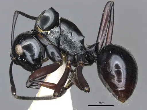 Polyrhachis linae specimen