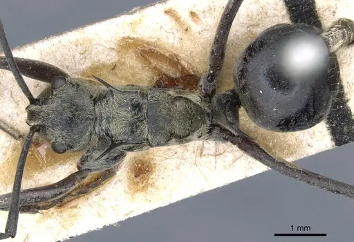 Polyrhachis litigiosa specimen
