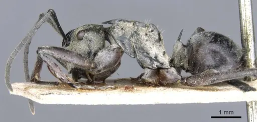 Polyrhachis litigiosa specimen