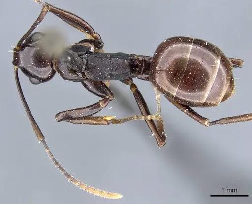Polyrhachis lombokensis specimen