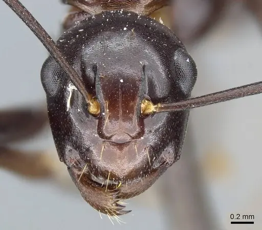 Polyrhachis lombokensis specimen