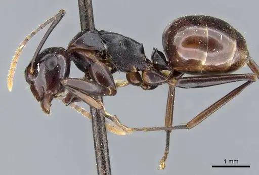 Polyrhachis lombokensis specimen