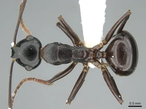 Polyrhachis lombokensis - CASENT0906577