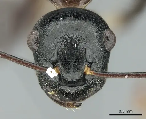 Polyrhachis lombokensis - CASENT0906577