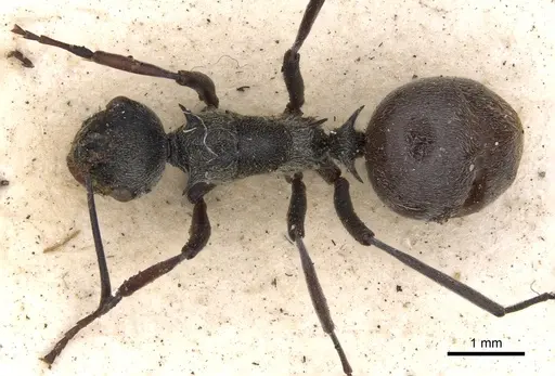 Polyrhachis longipes specimen