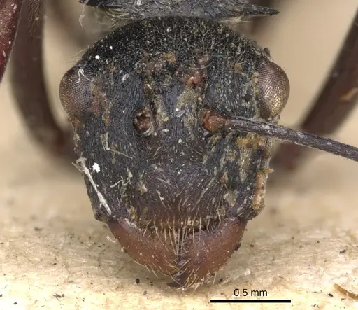 Polyrhachis longipes specimen