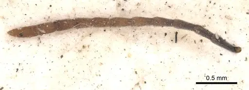 Polyrhachis longipes specimen