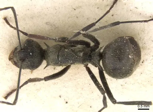 Polyrhachis longipes - CASENT0906780