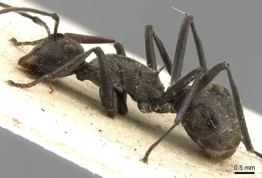 Polyrhachis longipes - CASENT0906780