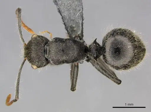 Polyrhachis longiseta specimen