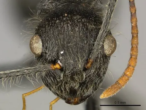 Polyrhachis longiseta specimen