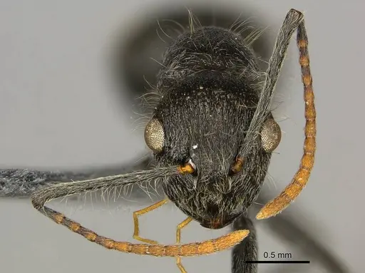 Polyrhachis longiseta specimen