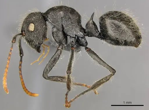 Polyrhachis longiseta - CASENT0250036