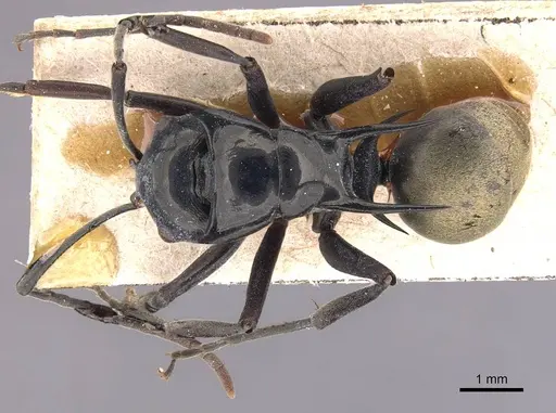 Polyrhachis loriai specimen