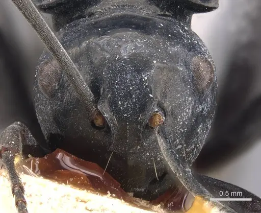 Polyrhachis loriai specimen