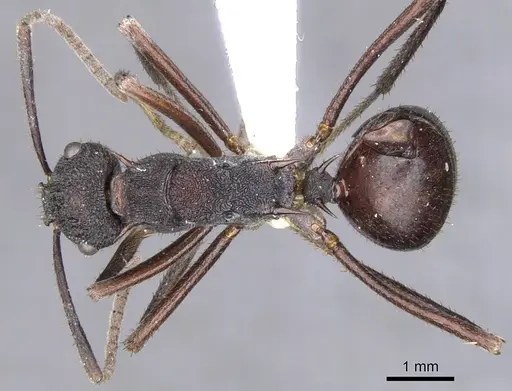 Polyrhachis loweryi specimen
