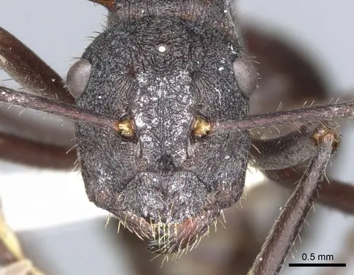 Polyrhachis loweryi specimen