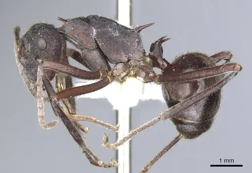 Polyrhachis loweryi specimen