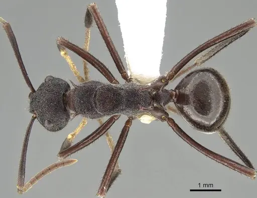 Polyrhachis loweryi - CASENT0919911