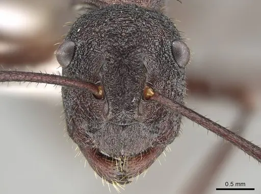 Polyrhachis loweryi - CASENT0919911