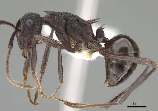 Polyrhachis loweryi - CASENT0919911