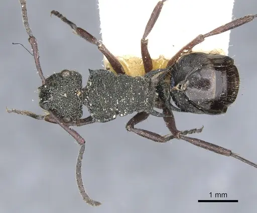 Polyrhachis lownei specimen