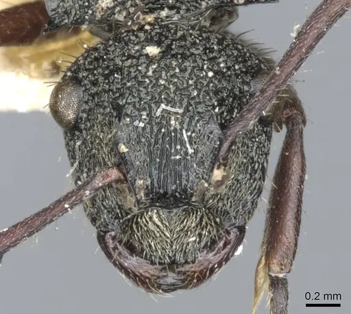 Polyrhachis lownei specimen