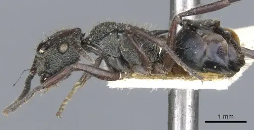 Polyrhachis lownei specimen