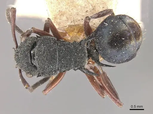 Polyrhachis lownei - CASENT0910829