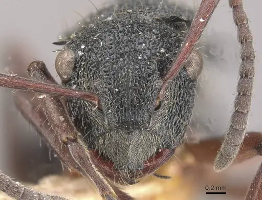 Polyrhachis lownei - CASENT0910829