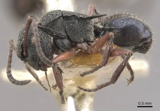 Polyrhachis lownei - CASENT0910829