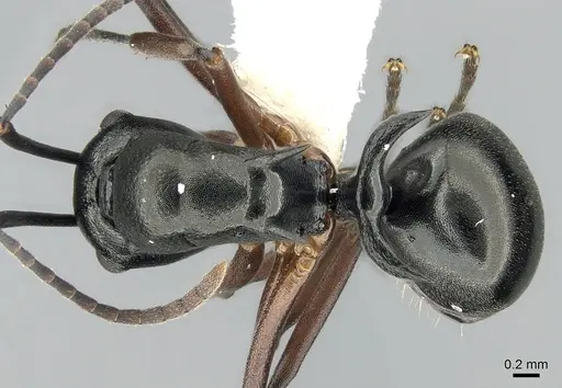 Polyrhachis lucidula specimen