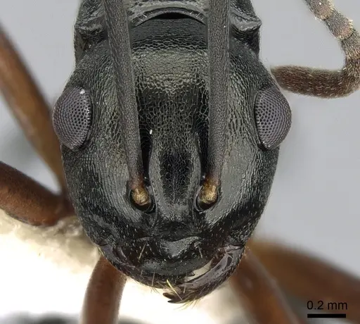 Polyrhachis lucidula specimen