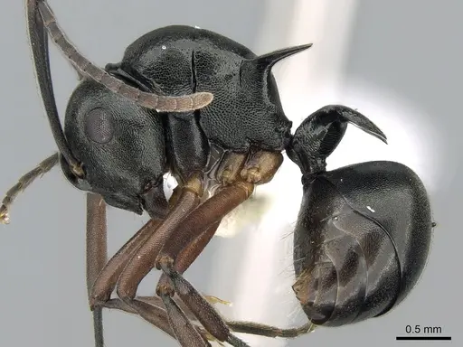 Polyrhachis lucidula specimen