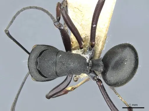 Polyrhachis luctuosa specimen