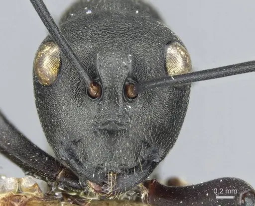 Polyrhachis luctuosa specimen