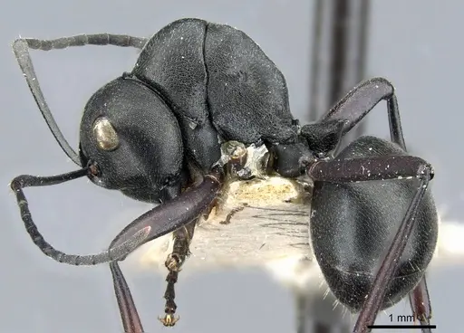 Polyrhachis luctuosa specimen