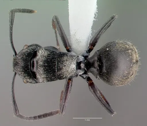 Polyrhachis lumi specimen