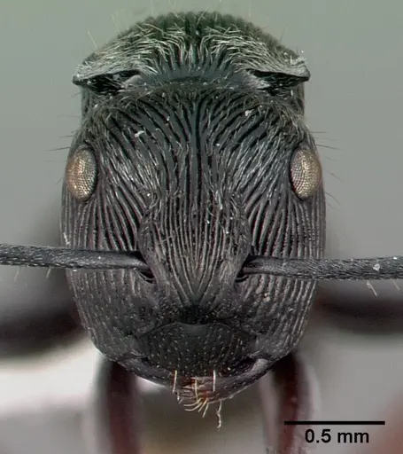 Polyrhachis lumi specimen