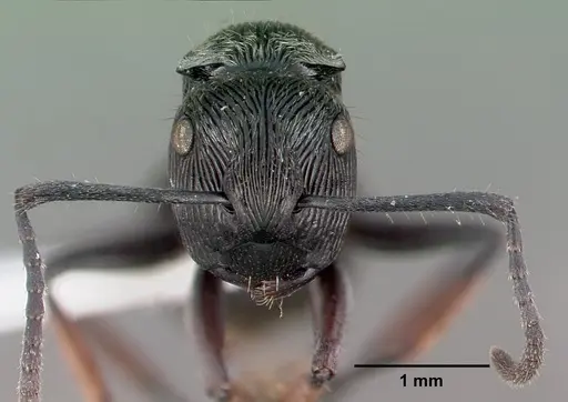 Polyrhachis lumi specimen