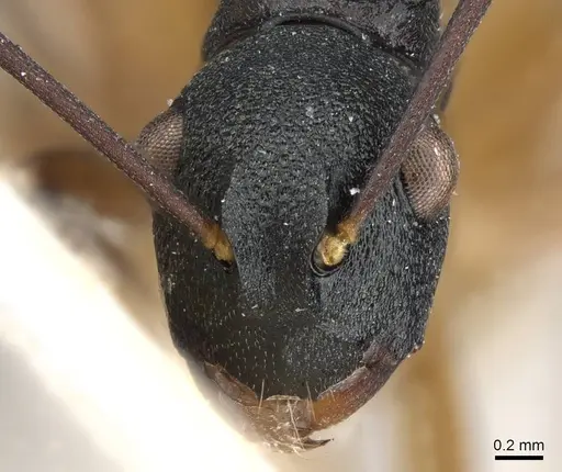 Polyrhachis luteogaster specimen