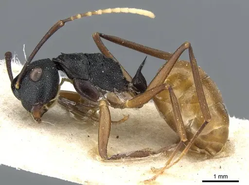 Polyrhachis luteogaster specimen