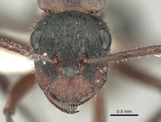Polyrhachis lydiae specimen