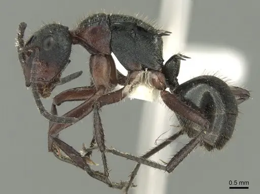 Polyrhachis lydiae specimen