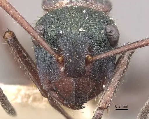 Polyrhachis lydiae - CASENT0910808