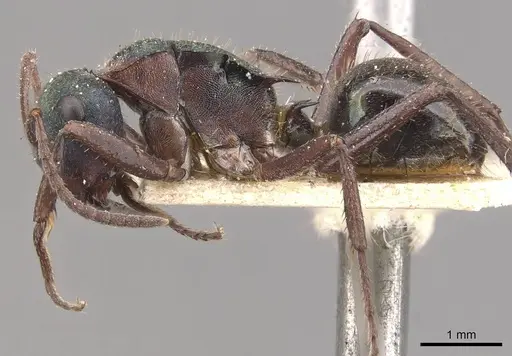 Polyrhachis lydiae - CASENT0910808