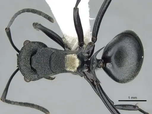 Polyrhachis machaon specimen